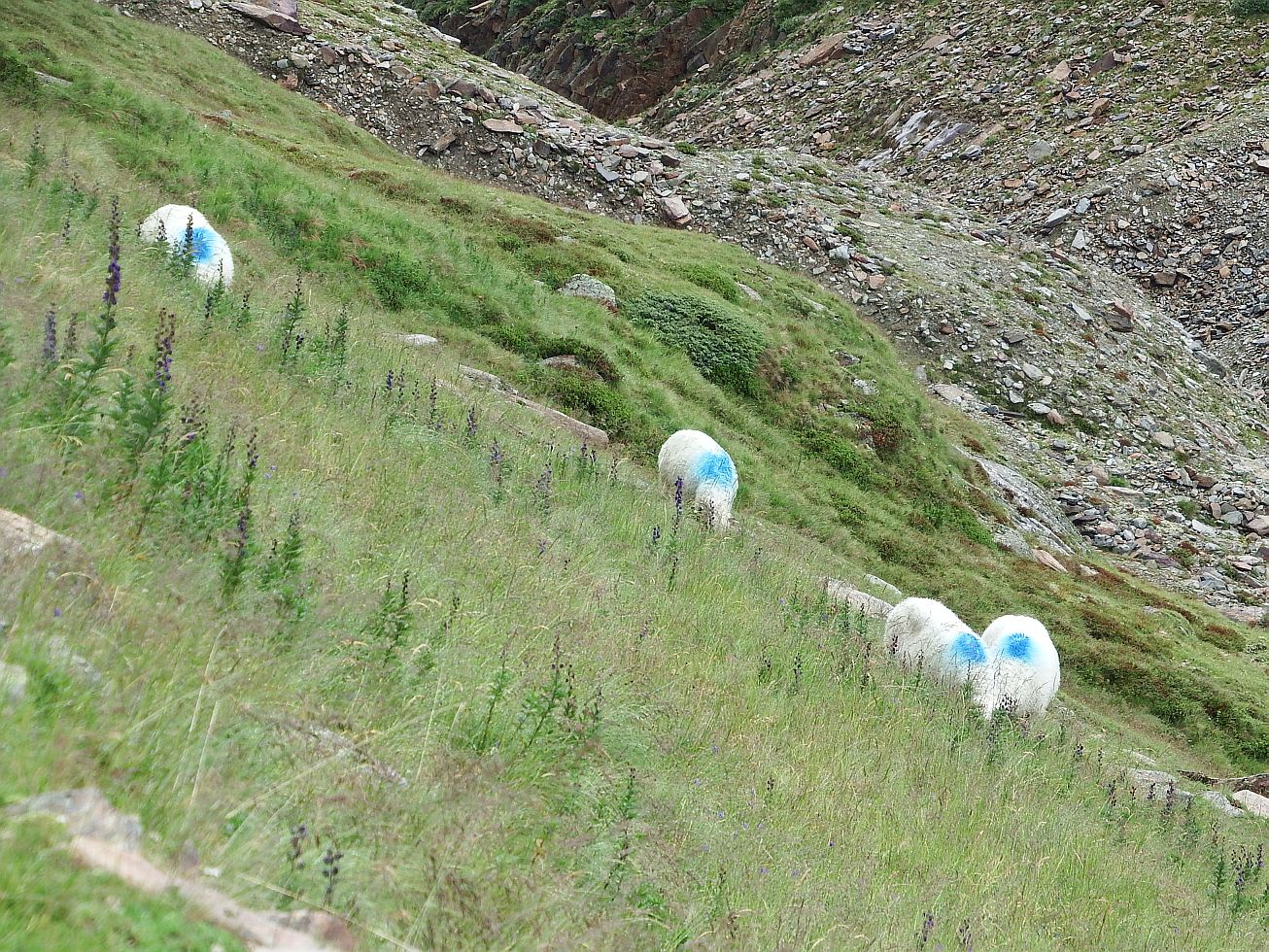 155. Modré ovečky
