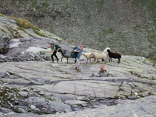 90. Ovce ohrožující turisty
