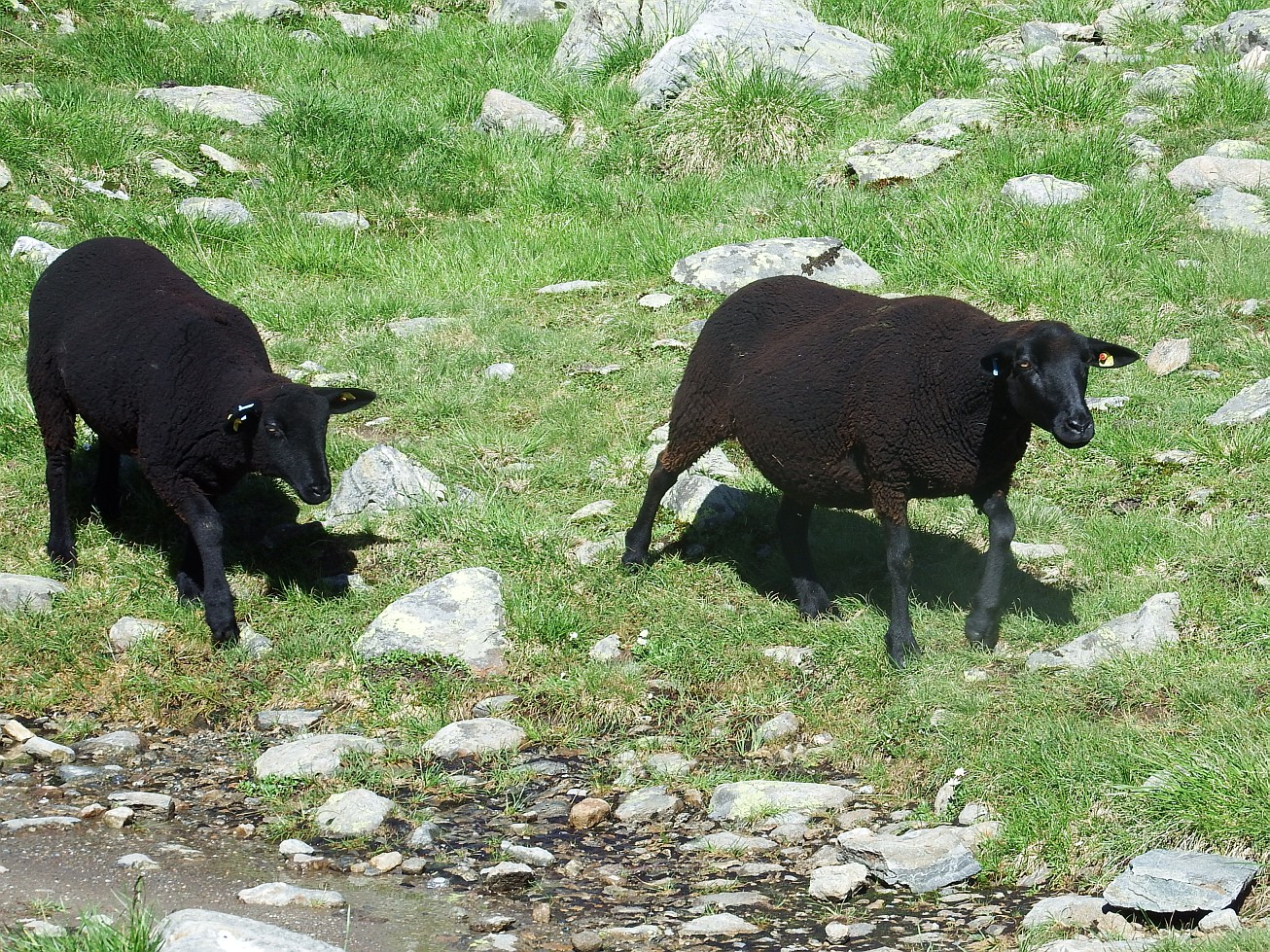 66. Černé ovce
