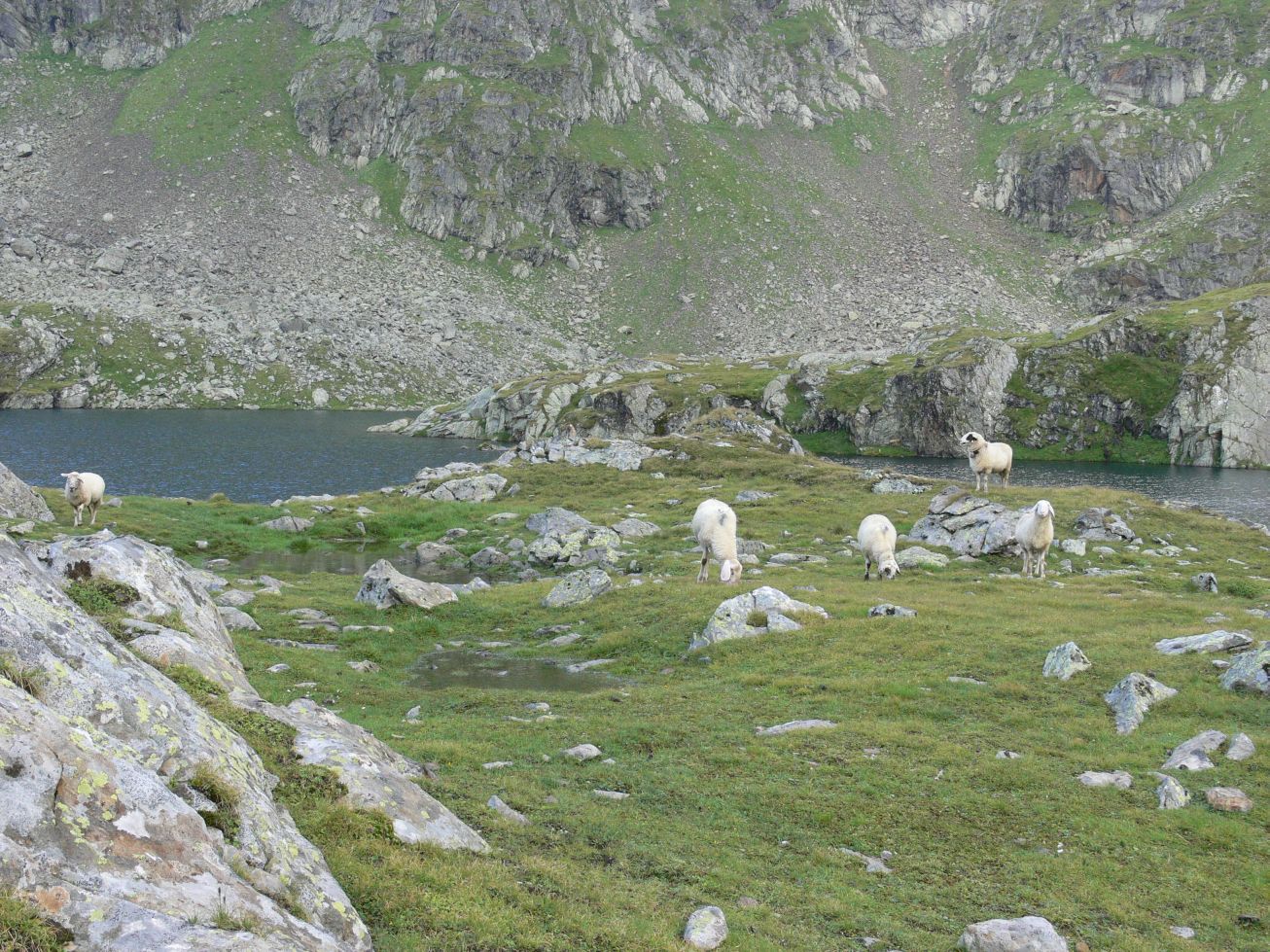 191. Kolem Wangenitzsee-Hütte se potulovalo dost ovcí.
