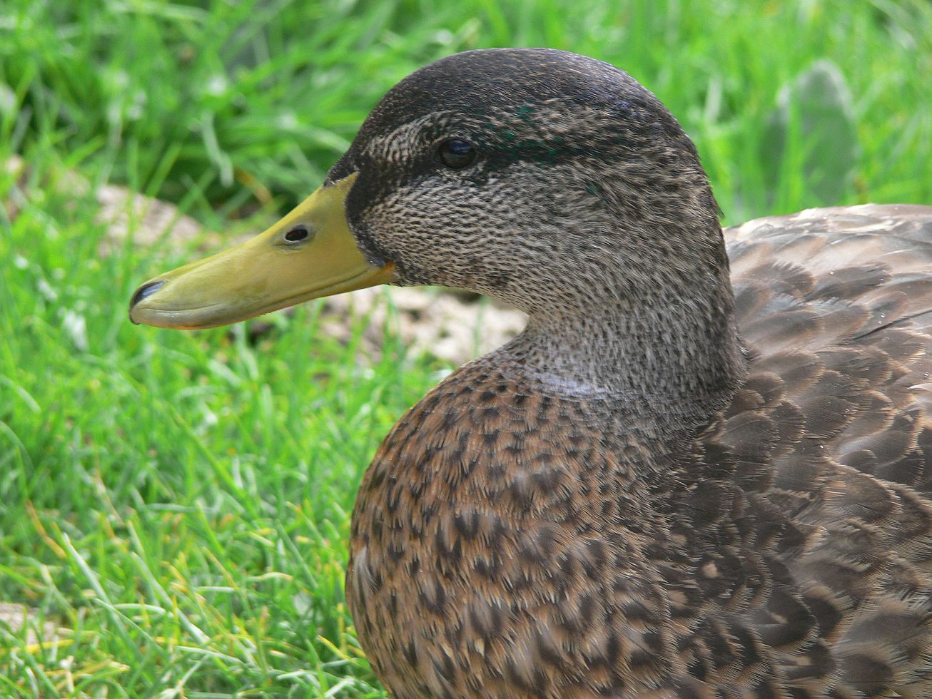 25. Kachna
