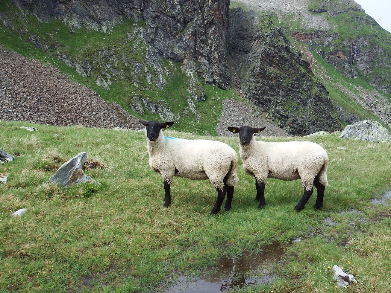 10. Ovečky
