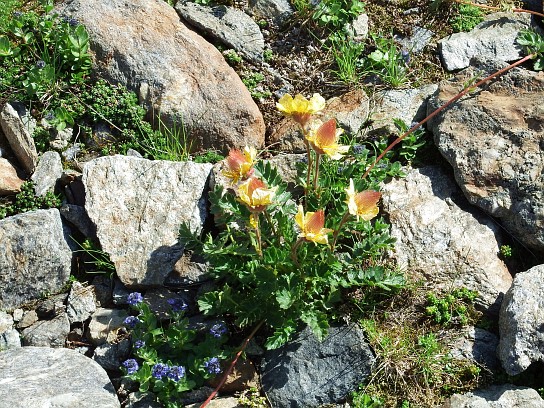 37. Alpská vegetace
37. Alpská vegetace