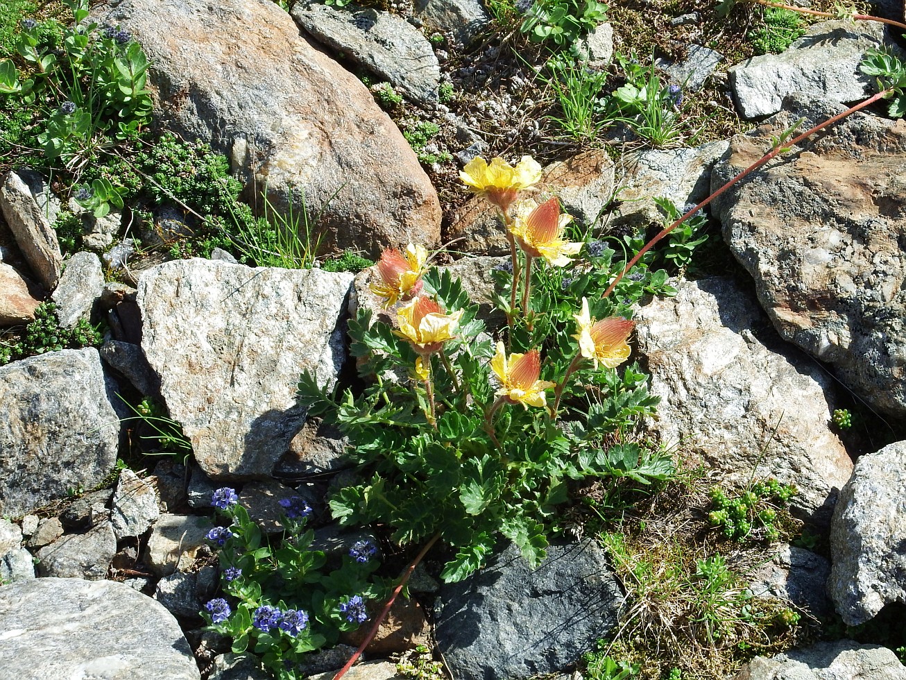 37. Alpská vegetace
