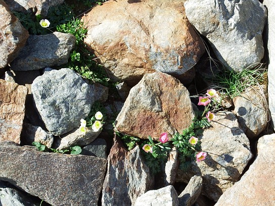 39. Alpská vegetace
39. Alpská vegetace