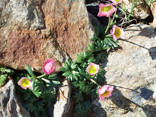 40. Alpská vegetace
40. Alpská vegetace