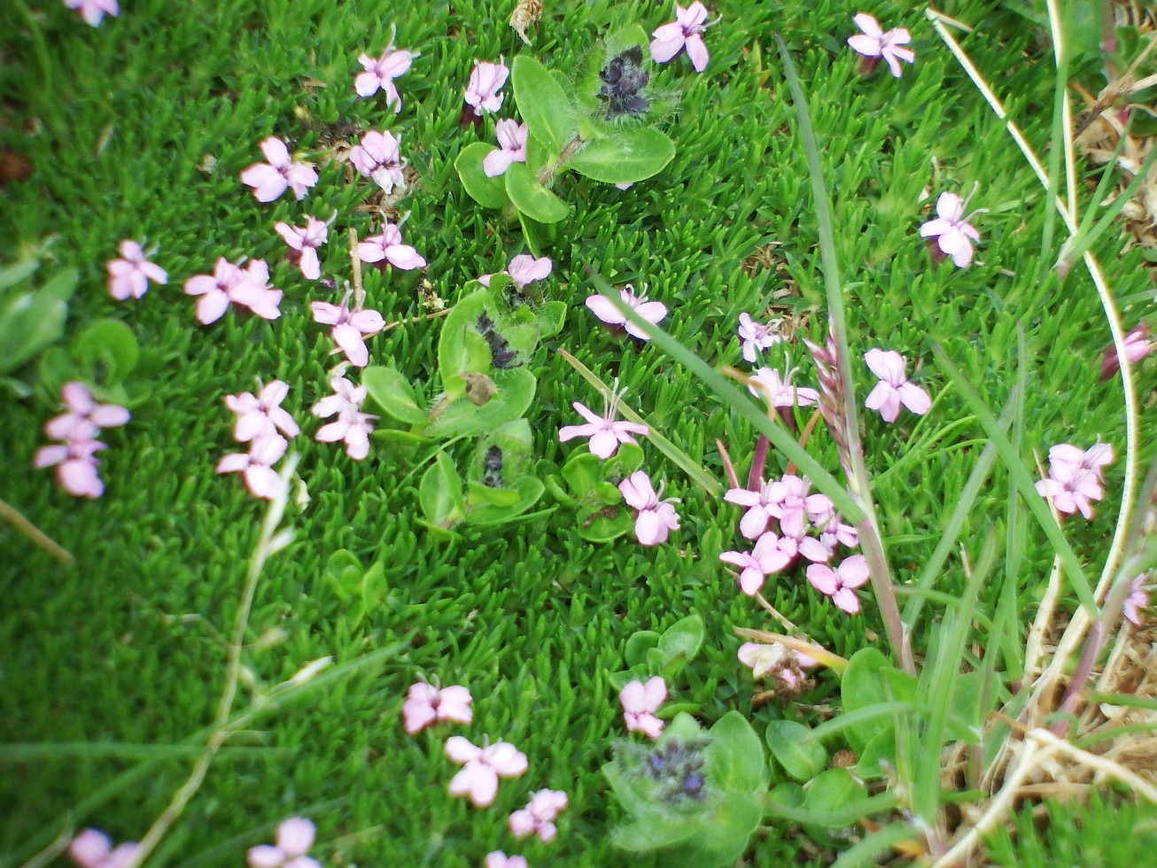 46. Alpská vegetace
