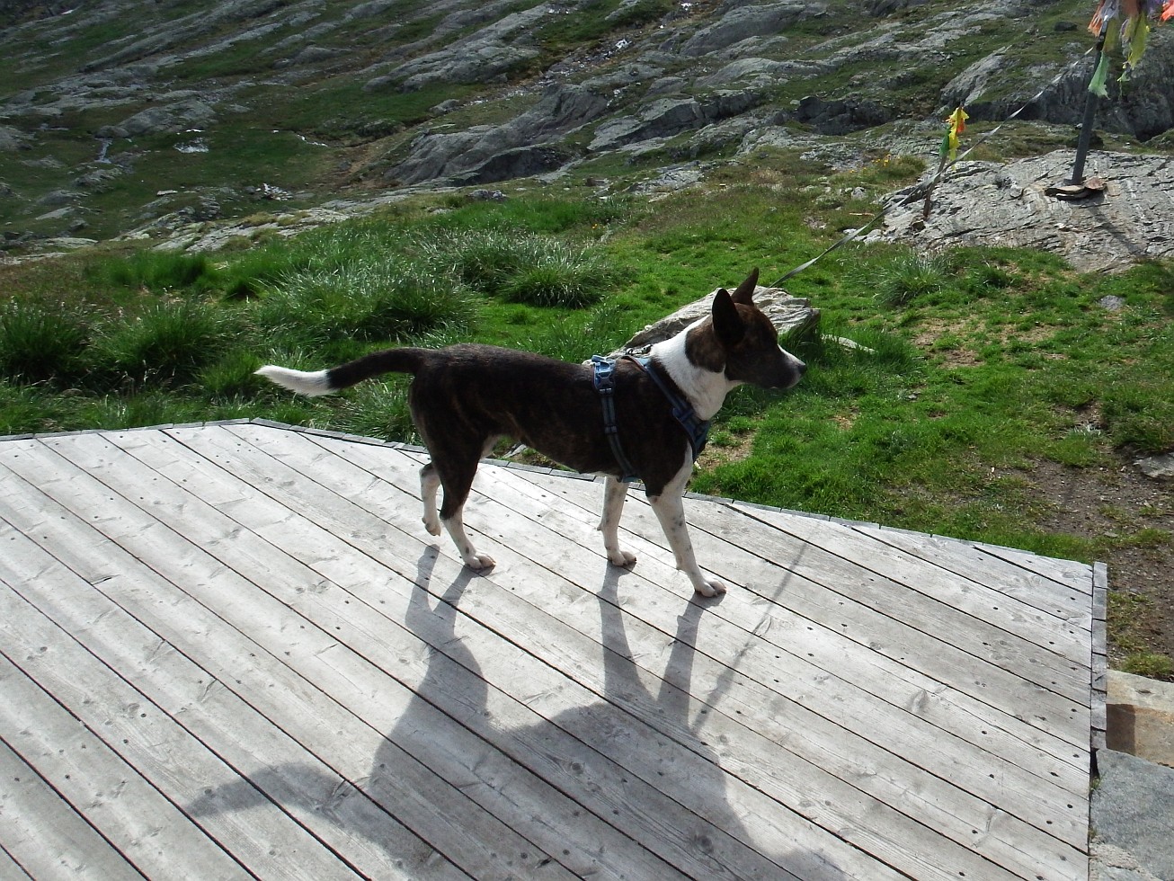 49. Pejsek
