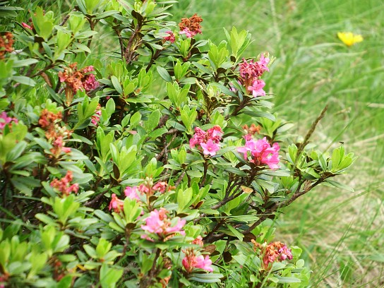 53. Alpská vegetace
53. Alpská vegetace