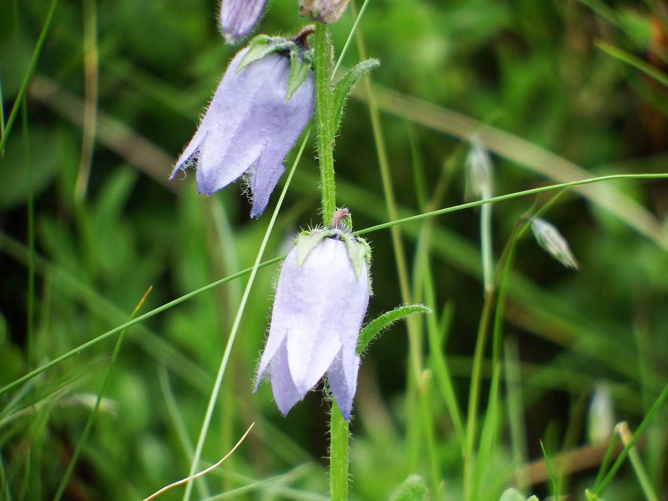 54. Alpská vegetace
