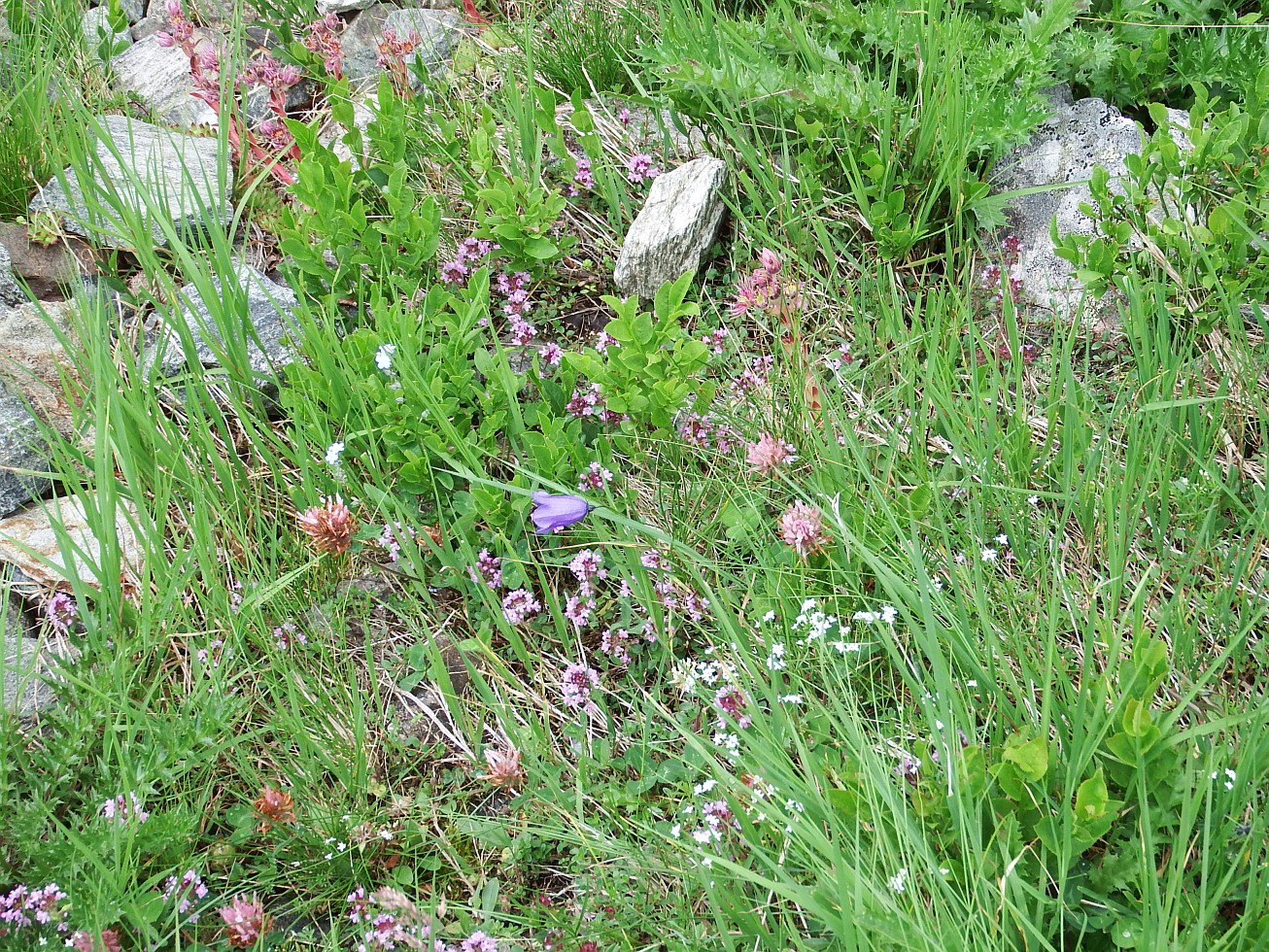 55. Alpská vegetace

