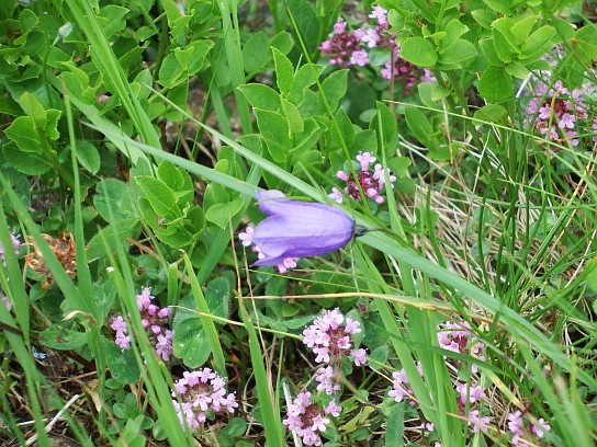 56. Alpská vegetace
56. Alpská vegetace