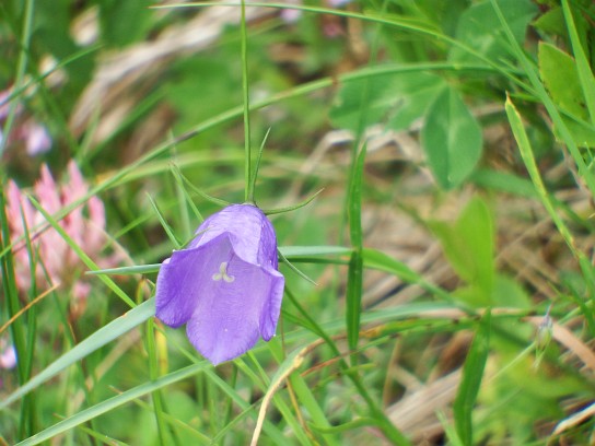 58. Alpská vegetace
58. Alpská vegetace