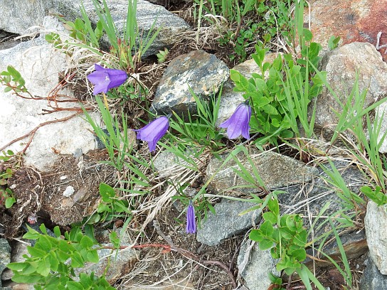 59. Alpská vegetace
59. Alpská vegetace
