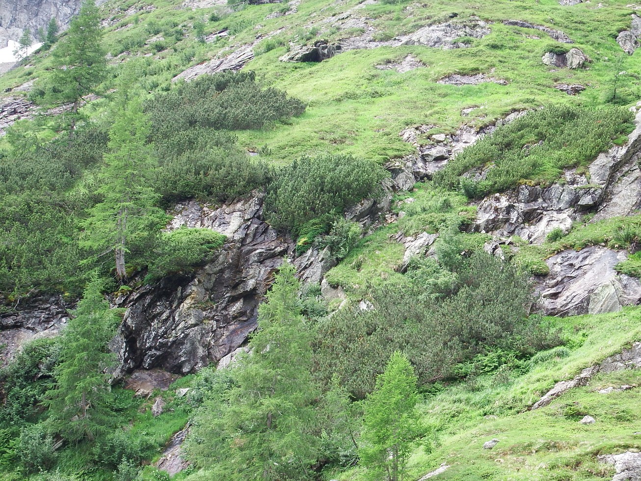 61. Kosodřevina
