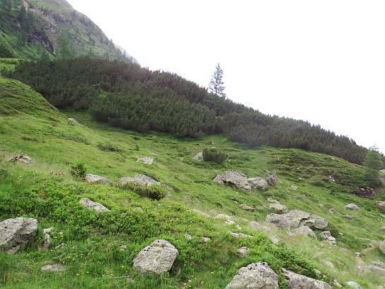 62. Kosodřevina
62. Kosodřevina