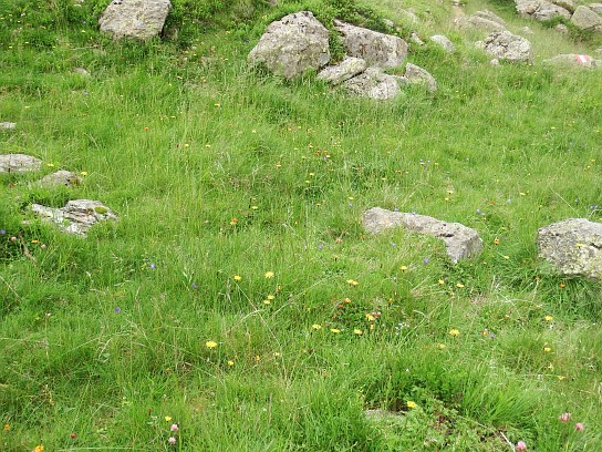 63. Alpská vegetace
63. Alpská vegetace