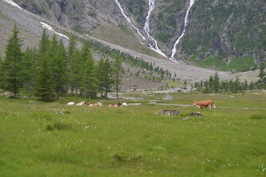 68. Krávy
68. Krávy