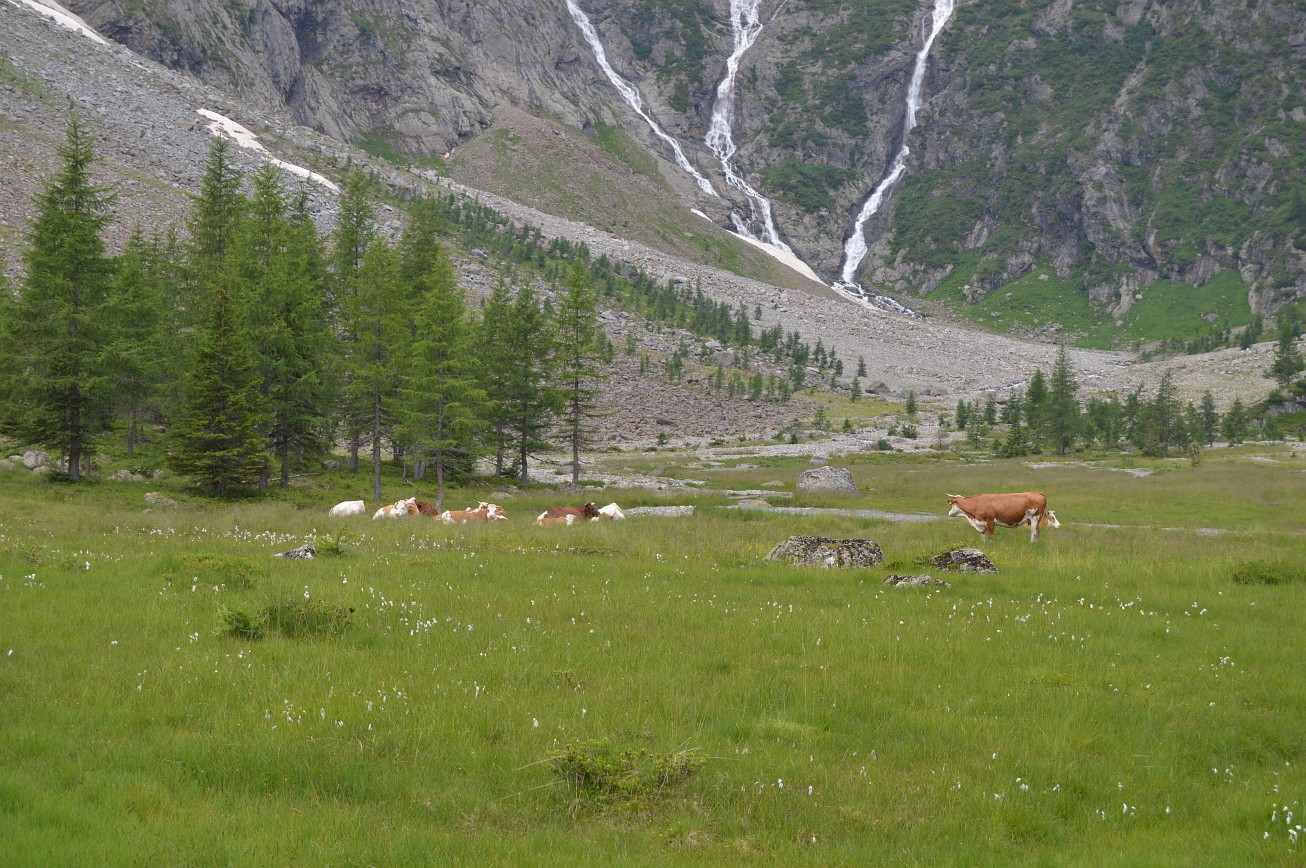 68. Krávy
